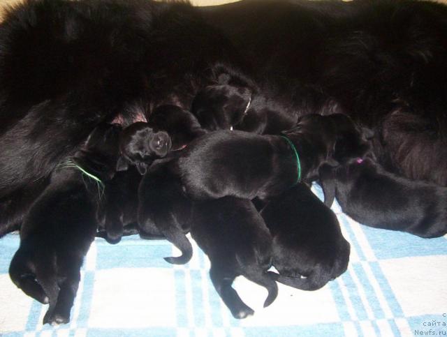 Фото: ньюфаундленд Ай Лав Рич (Ai Love Rich)