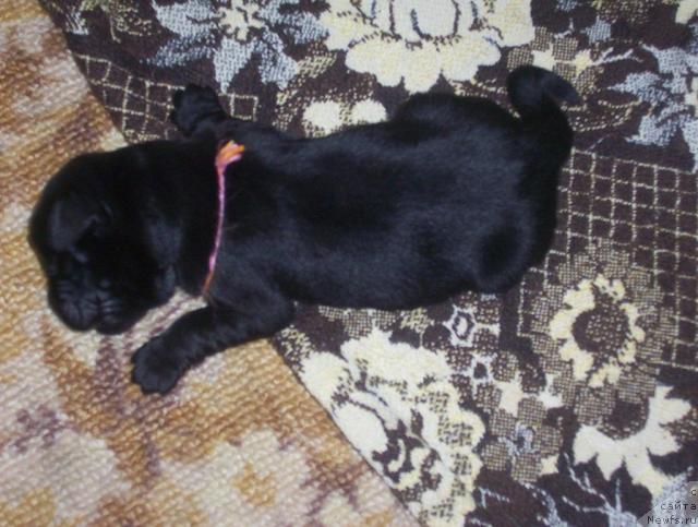 Фото: ньюфаундленд Уютная Долина Андрос Гриф