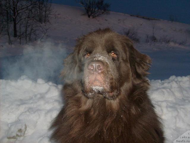 Фото: ньюфаундленд Фанньюф Акудзява Назаровна