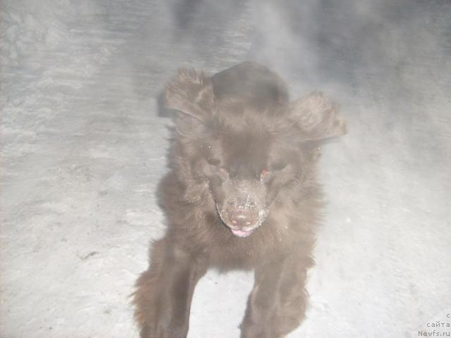 Фото: ньюфаундленд Фанньюф Акудзява Назаровна