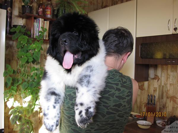 Фото: ньюфаундленд Плюшевая Панда Стиль-Санкт-Петербурга