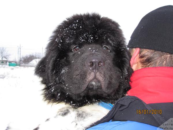 Фото: ньюфаундленд Плюшевая Панда Стиль-Санкт-Петербурга