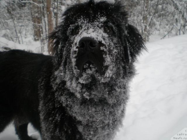 Фото: ньюфаундленд Грация Ночи