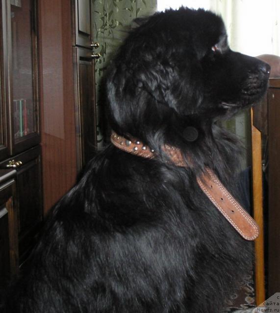 Фото: ньюфаундленд Зимняя Вишня из Тихого Омута