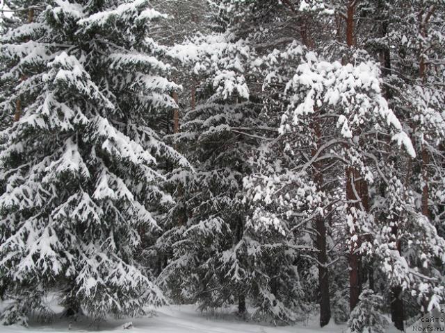 Фотография № 36970