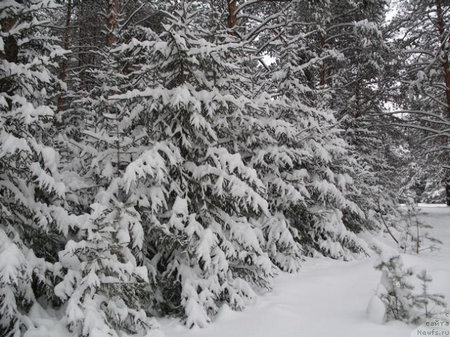 Фотография № 36971