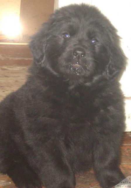 Фото: ньюфаундленд Баффи Премиум