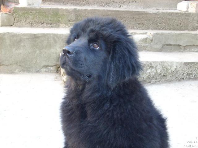 Фото: ньюфаундленд Баффи Премиум