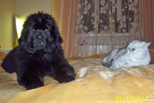 Фото: ньюфаундленд Бегущая по Волнам Ритм энд Блюз