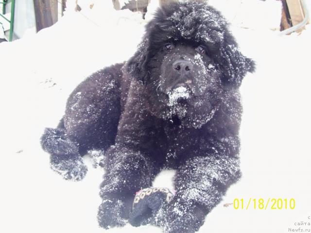 Фото: ньюфаундленд Бегущая по Волнам Ритм энд Блюз