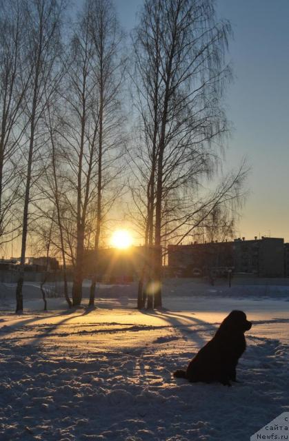 Фото: ньюфаундленд Формула Любви от Сибирского Медведя