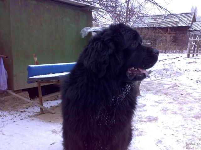 Фото: ньюфаундленд Риана Моя Мечта