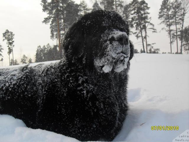 Фото: ньюфаундленд Бианка Вайт Пэрл