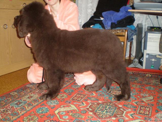 Фото: ньюфаундленд Черный Шарм Ангельская Красота (Chernyi Sharm Angel'skaya Krasota)