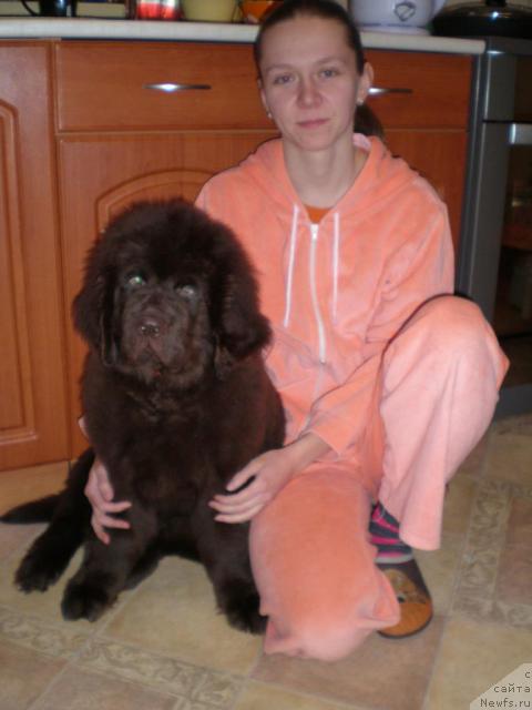 Фото: ньюфаундленд Черный Шарм Ангельская Красота (Chernyi Sharm Angel'skaya Krasota), Татьяна Розанова