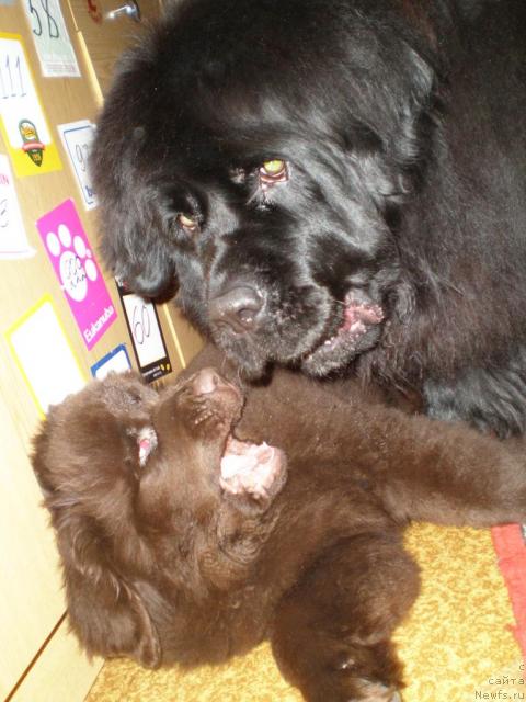 Фото: ньюфаундленд Чанси из Золотого Треугольника, ньюфаундленд Черный Шарм Ангельская Красота (Chernyi Sharm Angel'skaya Krasota)