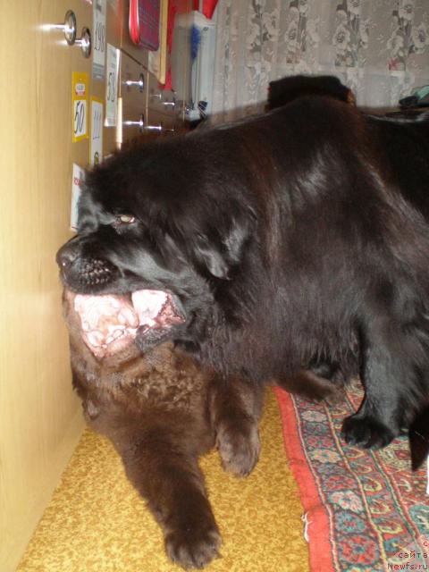 Фото: ньюфаундленд Чанси из Золотого Треугольника, ньюфаундленд Черный Шарм Ангельская Красота (Chernyi Sharm Angel'skaya Krasota)