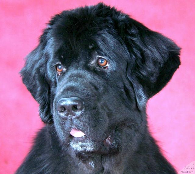 Фото: ньюфаундленд Питерньюф Жизнь Хороша (Piternyuf Zhizn' Horosha)