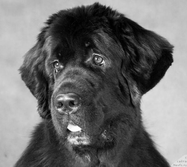 Фото: ньюфаундленд Питерньюф Жизнь Хороша (Piternyuf Zhizn' Horosha)