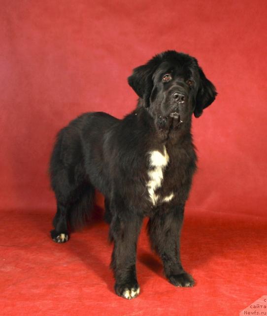 Фото: ньюфаундленд Питерньюф Жизнь Хороша (Piternyuf Zhizn' Horosha)