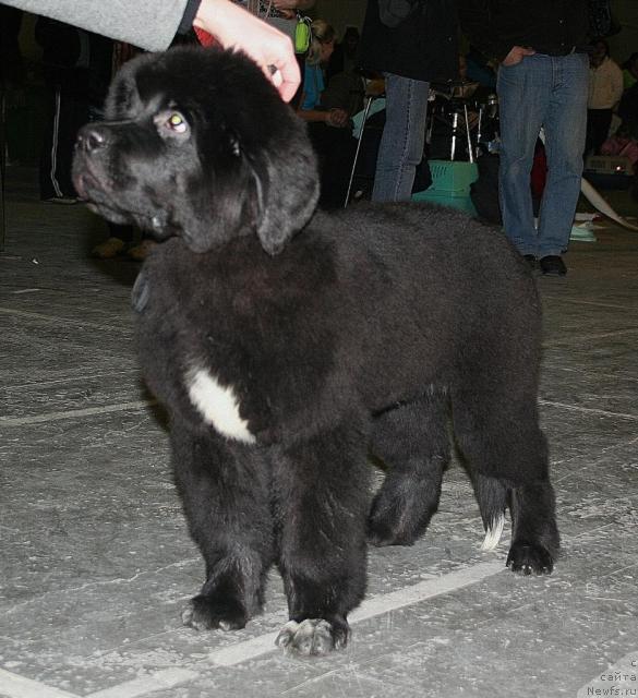 Фотография № 37022