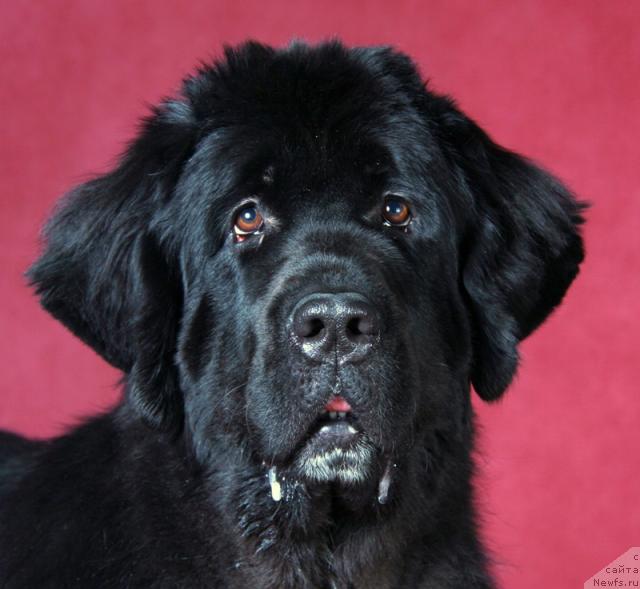 Фото: ньюфаундленд Питерньюф Жизнь Хороша (Piternyuf Zhizn' Horosha)