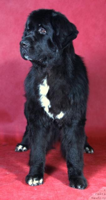 Фото: ньюфаундленд Питерньюф Жизнь Хороша (Piternyuf Zhizn' Horosha)