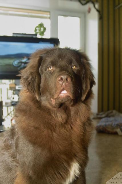 Фото: ньюфаундленд Повелитель Великих Озер