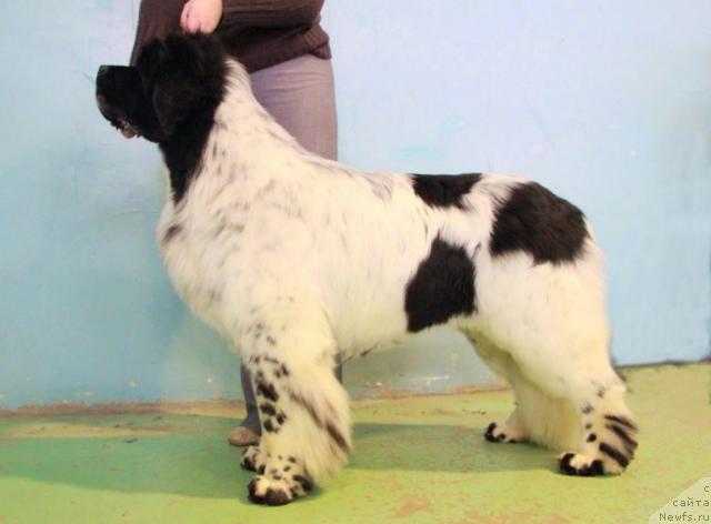 Фото: ньюфаундленд Кипер Соул Дар Моего Сердца Даниель (Keeper Soul Dar Moego Serdtsa Daniel)