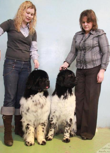 Фото: Юлия Курилюк, ньюфаундленд Кипер Соул Дар Моего Сердца Даниель (Keeper Soul Dar Moego Serdtsa Daniel), ньюфаундленд Кипер Соул Елизавета, Марина Баранова