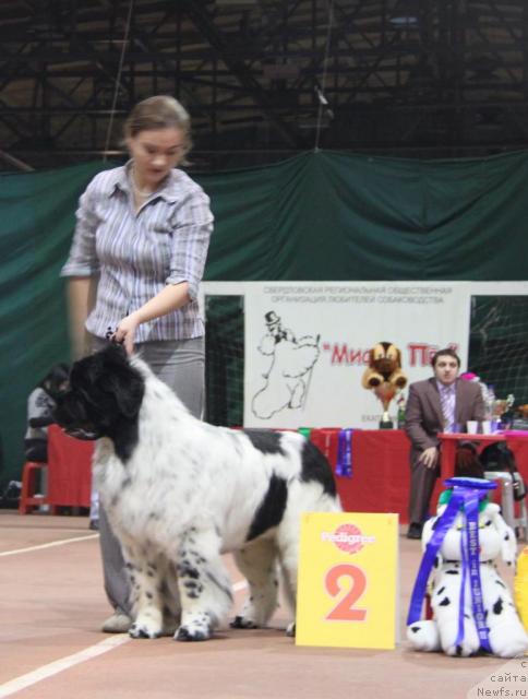 Фото: ньюфаундленд Кипер Соул Дар Моего Сердца Даниель (Keeper Soul Dar Moego Serdtsa Daniel)