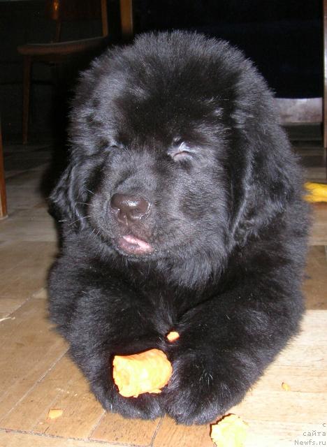 Фотография № 37101