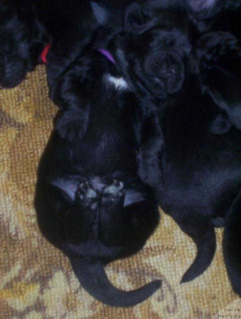 Фото: ньюфаундленд Уютная Долина Арнфрид Феодор