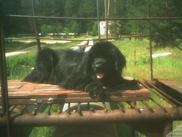 Фото: ньюфаундленд Бьорн