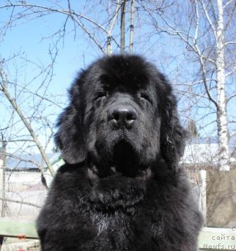 Фото: ньюфаундленд Сент Джонс Дали (Sent Djons Dali)