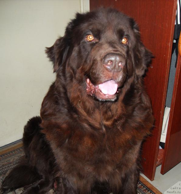 Фото: ньюфаундленд Элефанта Браун из Антаграда (Elefanta Brown iz Antagrada)