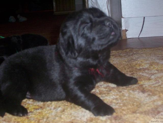 Фото: ньюфаундленд Уютная Долина Андрос Гриф