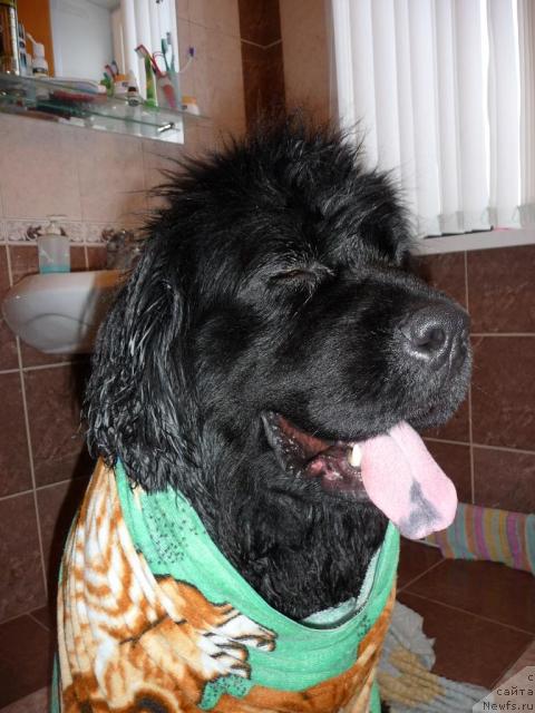 Фото: ньюфаундленд Рафаэлла Бриллианс Черная Жемчужина