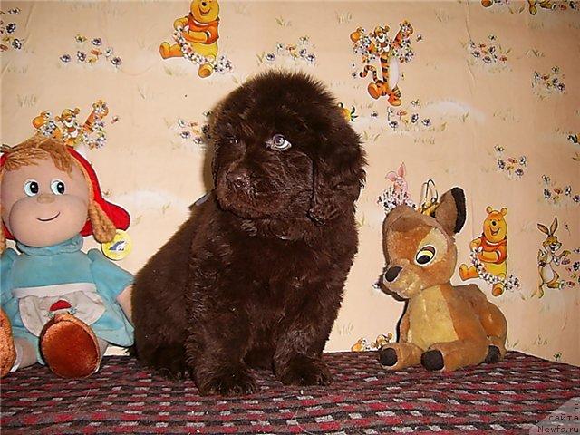 Фото: ньюфаундленд Черный Шарм Абрикосовая Карамель