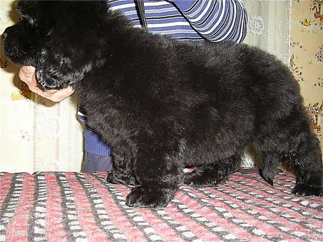 Фото: ньюфаундленд Черный Шарм Алиби Любви