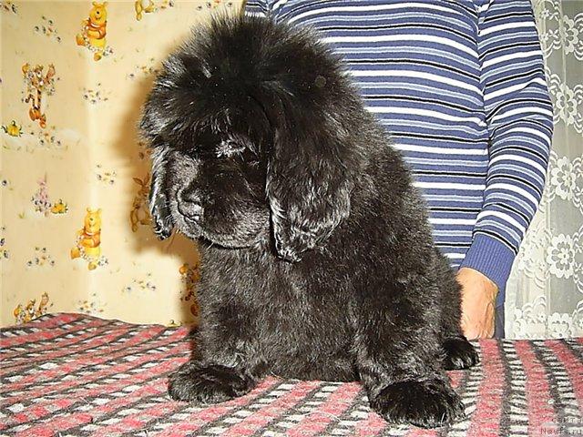 Фото: ньюфаундленд Черный Шарм Алиби Любви