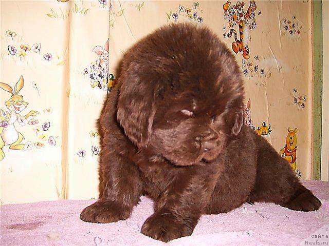 Фото: ньюфаундленд Черный Шарм Ангельская Красота (Chernyi Sharm Angel'skaya Krasota)