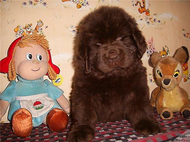 Фото: ньюфаундленд Черный Шарм Ангельская Красота (Chernyi Sharm Angel'skaya Krasota)