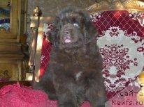 Фото: кобель от, ньюфаундленд Услада из Золотого Треугольника, ньюфаундленд Супер Премиум Брабус