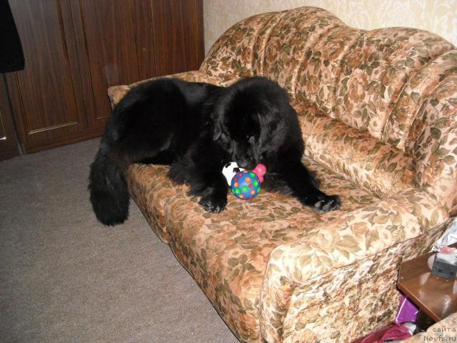 Фото: ньюфаундленд Бьянка Седьмое Чудо Света