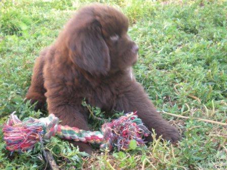 Фото: ньюфаундленд Премиум Брайт