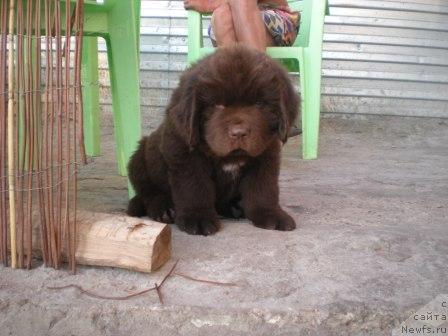 Фото: ньюфаундленд Премиум Брайт