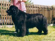 Фото: ньюфаундленд Headliner von Aiching