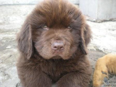 Фото: ньюфаундленд Премиум Брайт