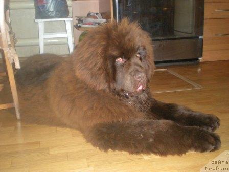 Фото: ньюфаундленд Премиум Брайт